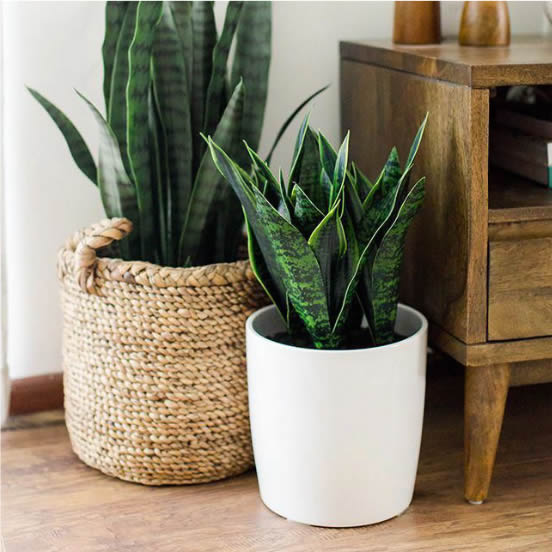 plants